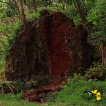 Terre rouge à l&#039;anse des cascades.