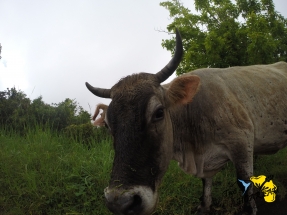 Bœuf dans les hauts