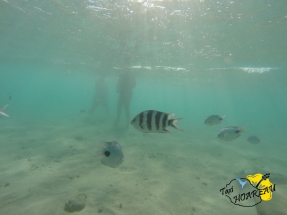 Sous la Mer avec les poissons